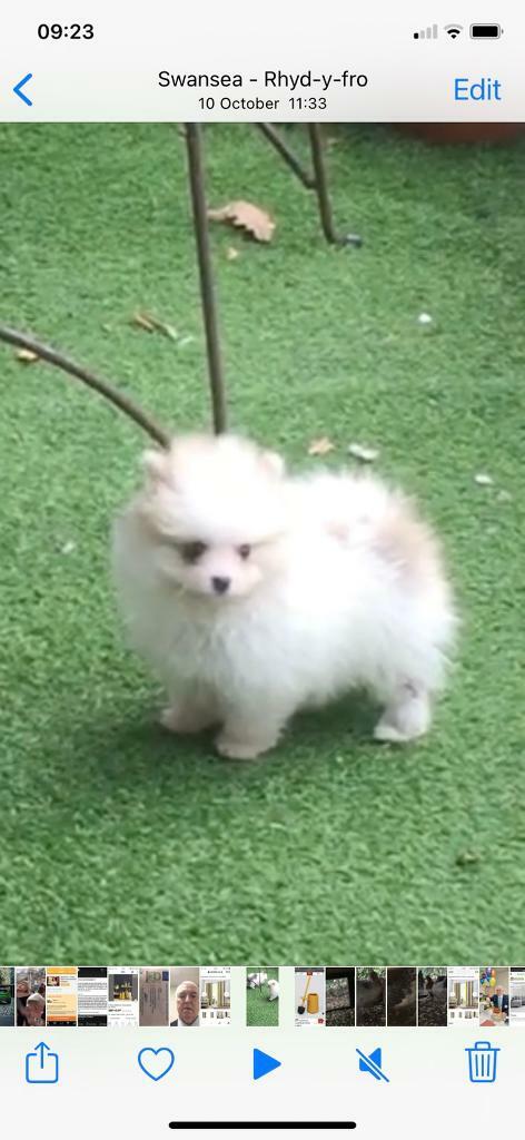 teacup pomeranian for sale gumtree